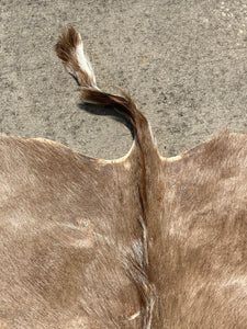 Natural South African Blesbok Hide Back Skin 38" x 57"