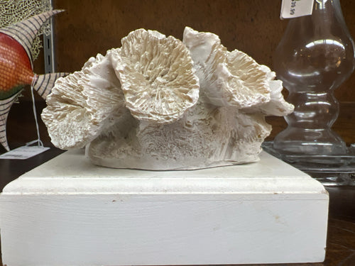 Coral on White Stand