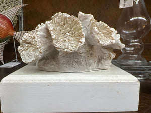 Coral on White Stand
