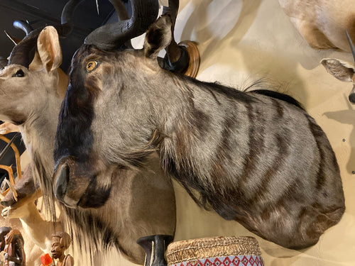 African Nyasa Wildebeest