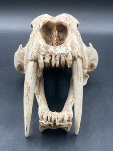 Faux Saber Tooth Tiger Skull