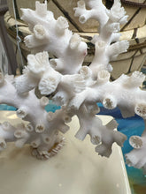 Real Octopus Coral on Base