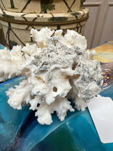 Real Cauliflower Coral