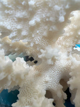 Real Cauliflower Coral