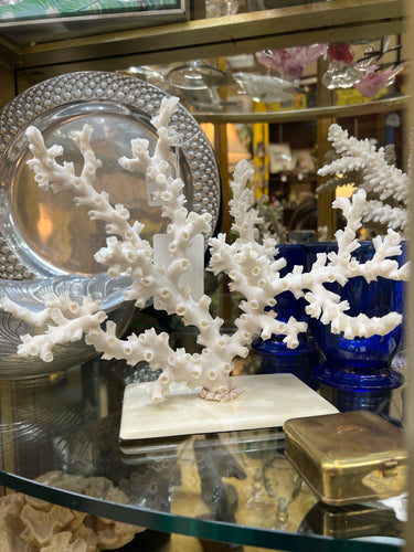 Real Octopus Coral on Base