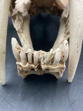 Faux Saber Tooth Tiger Skull