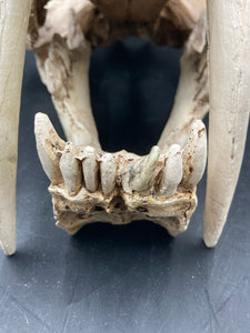 Faux Saber Tooth Tiger Skull
