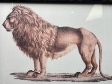 Karl Joseph Brodtmann Barbary Lion Framed Reproduction Print
