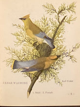 Audubon Birds | Donald A. Shelley (Hastings House Americana, Autographed)