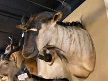 African Blue Wildebeest Shoulder Mount