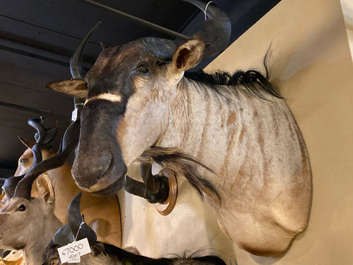 African Blue Wildebeest Shoulder Mount