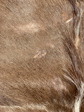 Natural South African Blesbok Hide Back Skin 38" x 57"