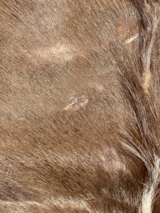 Natural South African Blesbok Hide Back Skin 38" x 57"