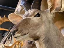 African Kudu Shoulder Mount