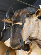 African Blue Wildebeest Shoulder Mount
