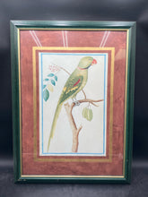 Pieter de Bevere "Alexandrine Parakeet" Framed Reproduction Print