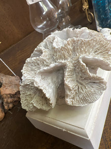 Coral on White Stand