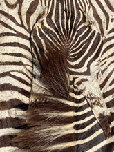 Authentic Namibian Hartmann's Mountain Zebra Hide Rug 74" x 116"