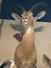 African Thomson's Gazelle Shoulder Mount