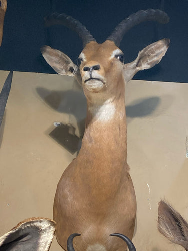 African Thomson's Gazelle Shoulder Mount