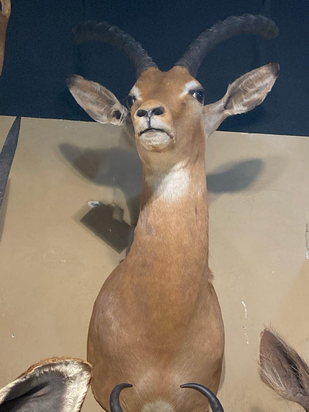 African Thomson's Gazelle Shoulder Mount