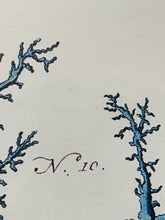 Coral Print in Glass