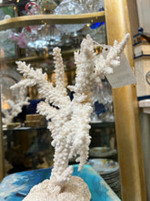Real Branch Coral on Base
