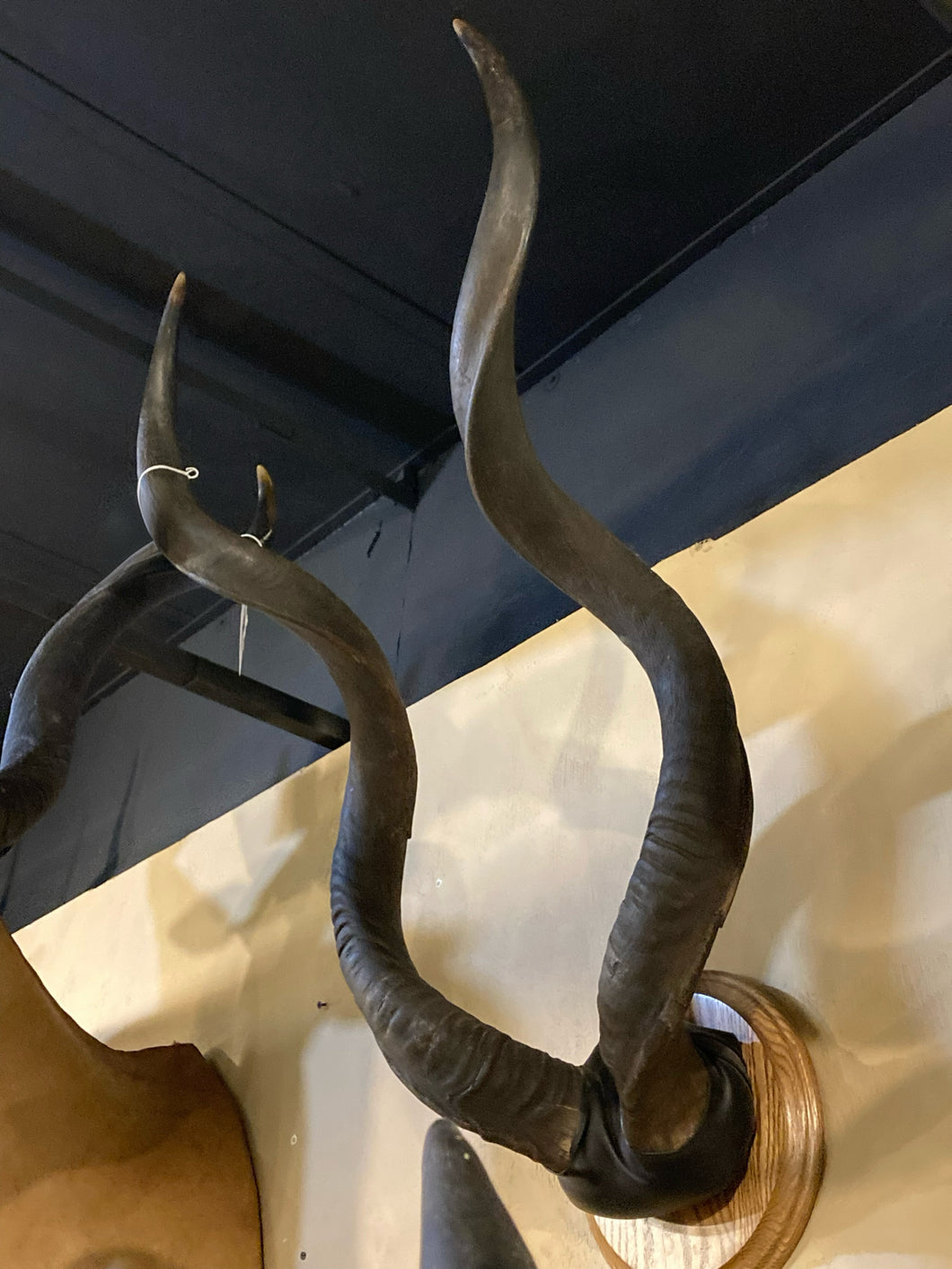 African Kudu Horns European Mount