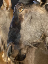 African Nyasa Wildebeest