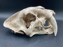 Faux Saber Tooth Tiger Skull