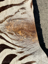 Authentic Namibian Hartmann's Mountain Zebra Hide Rug 74" x 116"