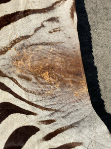Authentic Namibian Hartmann's Mountain Zebra Hide Rug 74" x 116"