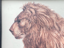 Karl Joseph Brodtmann Barbary Lion Framed Reproduction Print