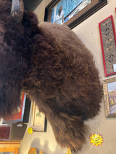 Taxidermy Buffalo Head From Montana