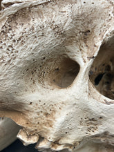 Faux Saber Tooth Tiger Skull