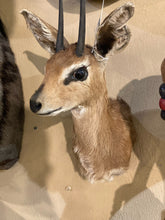 African Grey Duiker Mount