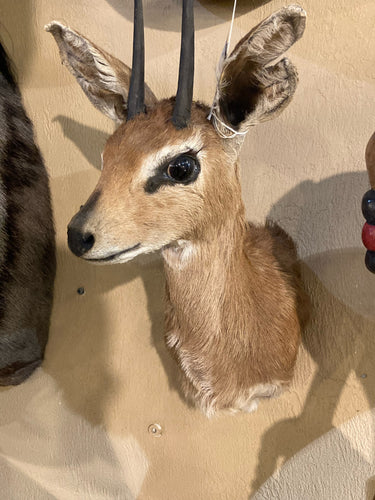 African Grey Duiker Mount