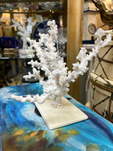 Real Octopus Coral on Base
