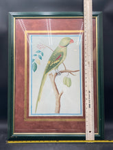 Pieter de Bevere "Alexandrine Parakeet" Framed Reproduction Print