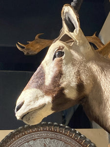 African Gemsbok Shoulder Mount