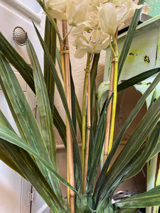 Large Potted Orchids