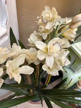 Large Potted Orchids