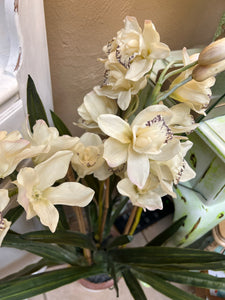 Large Potted Orchids