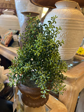 Greenery in Urn - view 2