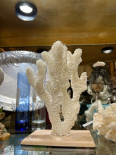 Real White Maldive Coral on Base