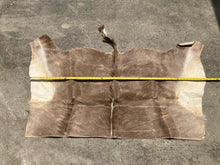 Natural South African Blesbok Hide Back Skin 38" x 57"
