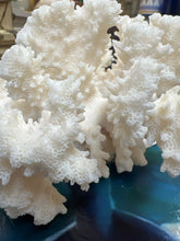 Real Cauliflower Coral