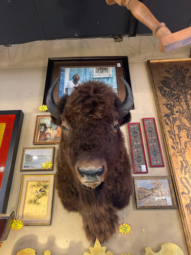 Taxidermy Buffalo Head From Montana