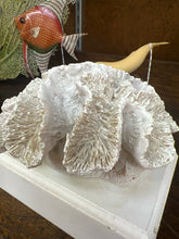 Coral on White Stand