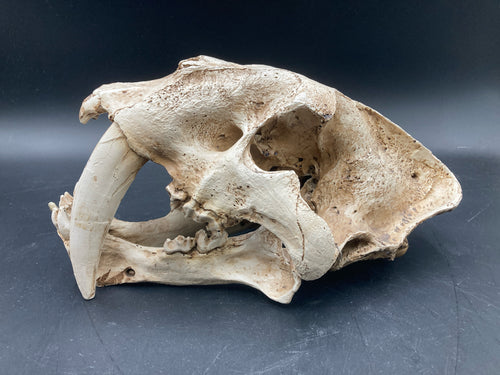 Faux Saber Tooth Tiger Skull